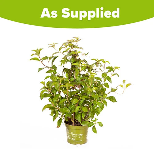 Hydrangea 'Runaway Bride' 9 Hydrangea 'Runaway Bride' - Image 9