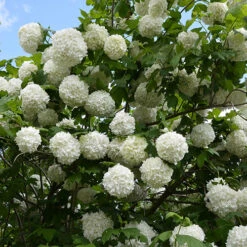 Snowball Tree Viburnum Opulus 'Roseum' -Flower Harvest Shop 510895 2