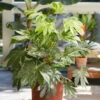 Caster Oil Plant Fatsia Japonica 'Spider's Web'