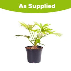 Caster Oil Plant Fatsia Japonica 'Spider's Web' -Flower Harvest Shop 510910 3