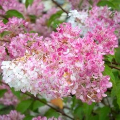 Hydrangea Paniculata 'Vanille Fraise' -Flower Harvest Shop 510965 2