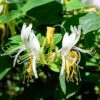 Honeysuckle Lonicera 'Honey Baby'