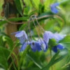 Sollya Heterophylla 'Australian Bluebell Creeper'