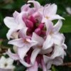 Daphne 'Perfume Princess'