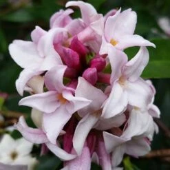 Daphne 'Perfume Princess'