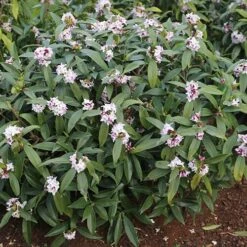 Daphne 'Perfume Princess' -Flower Harvest Shop 511038 2