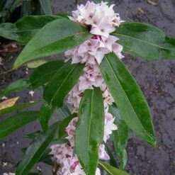 Daphne 'Perfume Princess' -Flower Harvest Shop 511038 4