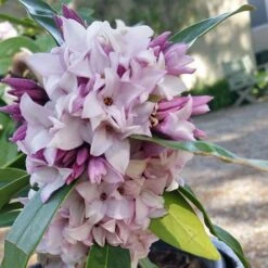 Daphne 'Perfume Princess' -Flower Harvest Shop 511038 5