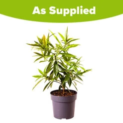 Daphne 'Perfume Princess' -Flower Harvest Shop 511038 8