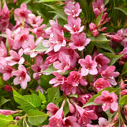 Weigela Picobella? Rosa 2 Weigela Picobella? Rosa - Image 2