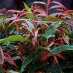 Leucothoe 'Burning Love' -Flower Harvest Shop 511058 1