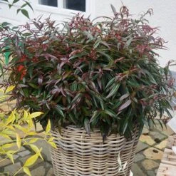 Leucothoe 'Burning Love' -Flower Harvest Shop 511058 2