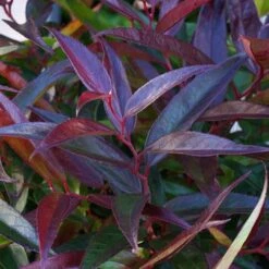 Leucothoe 'Burning Love' -Flower Harvest Shop 511058 3