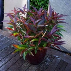 Leucothoe 'Burning Love' -Flower Harvest Shop 511058 4