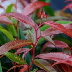 Leucothoe 'Burning Love' -Flower Harvest Shop 511058 5