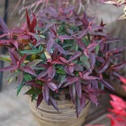 Leucothoe 'Burning Love' -Flower Harvest Shop 511058 6