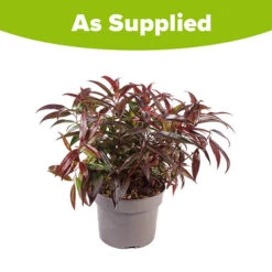 Leucothoe 'Burning Love' -Flower Harvest Shop 511058 7