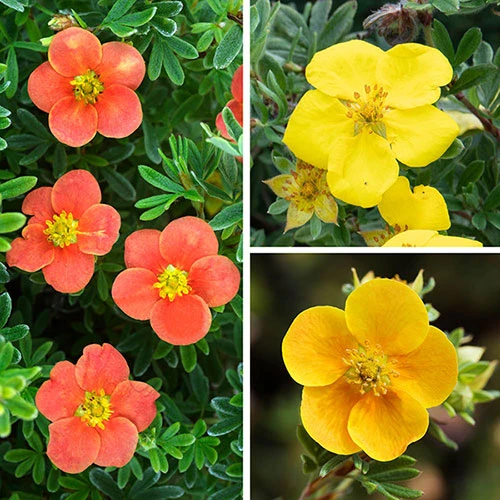 Potentilla Collection 1 Potentilla Collection