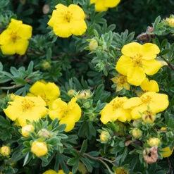 Potentilla Collection 9 Potentilla Collection -Flower Harvest Shop 511139 2
