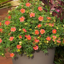 Potentilla Collection 11 Potentilla Collection -Flower Harvest Shop 511139 4