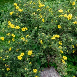 Potentilla Collection 12 Potentilla Collection -Flower Harvest Shop 511139 5