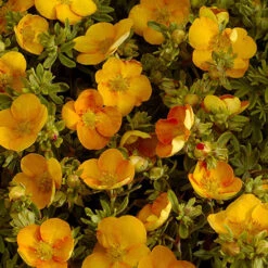 Potentilla Collection 13 Potentilla Collection -Flower Harvest Shop 511139 6