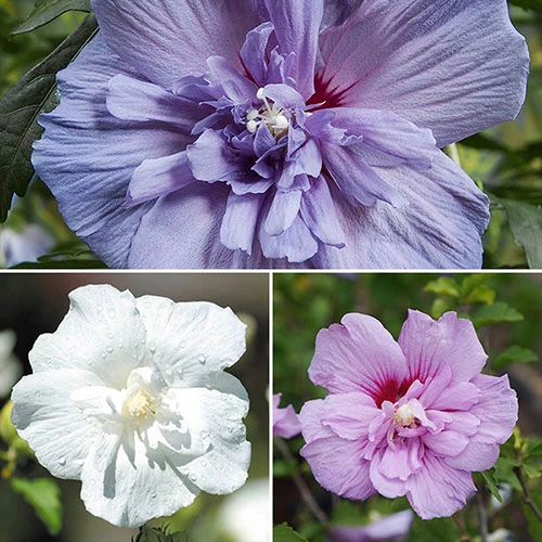 Double Flowered 'Chiffon' Hibiscus Collection 1 Double Flowered 'Chiffon' Hibiscus Collection
