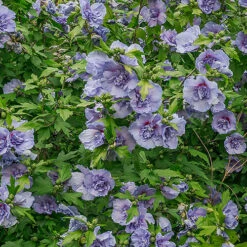 Double Flowered 'Chiffon' Hibiscus Collection 9 Double Flowered 'Chiffon' Hibiscus Collection -Flower Harvest Shop 511167 2