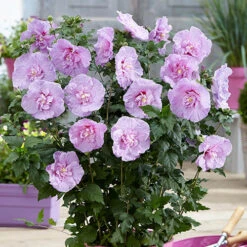 Double Flowered 'Chiffon' Hibiscus Collection 10 Double Flowered 'Chiffon' Hibiscus Collection -Flower Harvest Shop 511167 3