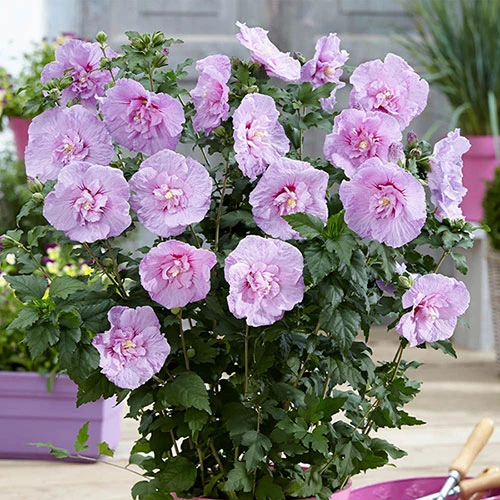 Double Flowered 'Chiffon' Hibiscus Collection 4 Double Flowered 'Chiffon' Hibiscus Collection - Image 4