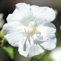 Double Flowered 'Chiffon' Hibiscus Collection 11 Double Flowered 'Chiffon' Hibiscus Collection -Flower Harvest Shop 511167 4