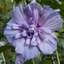 Double Flowered 'Chiffon' Hibiscus Collection 12 Double Flowered 'Chiffon' Hibiscus Collection -Flower Harvest Shop 511167 5