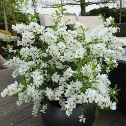 Exochorda Racemosa 'Niagara'