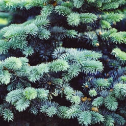 Picea Pungens 'Super Blue' -Flower Harvest Shop 511304 1