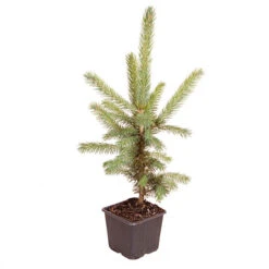 Picea Pungens 'Super Blue' -Flower Harvest Shop 511304 2