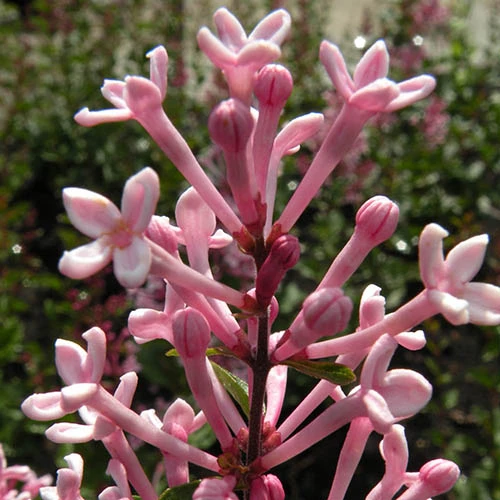 Syringa 'Boomerang Pink Perfume' In A 13cm Pot 3 Syringa 'Boomerang Pink Perfume' In A 13cm Pot - Image 3