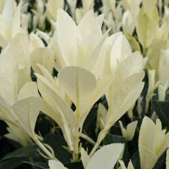 Euonymus 'Himalaya' -Flower Harvest Shop 511383 3