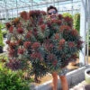 Euphorbia Miner's Merlot 9cm X 3