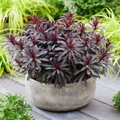 Euphorbia Miner's Merlot 9cm X 3 -Flower Harvest Shop 511386 1