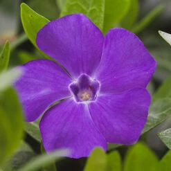 Vinca Collection -Flower Harvest Shop 511467 2