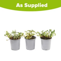 Vinca Collection -Flower Harvest Shop 511467 4