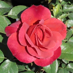 Rose 'Hot Chocolate' 7 Rose 'Hot Chocolate' -Flower Harvest Shop 530056 2