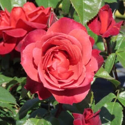Rose 'Hot Chocolate' 9 Rose 'Hot Chocolate' -Flower Harvest Shop 530056 4