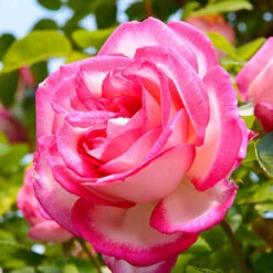 Climbing Rose 'Handel' 5 Climbing Rose 'Handel' -Flower Harvest Shop 530184 2