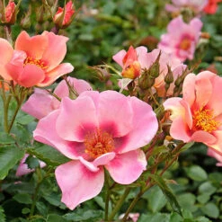 Rose Of The Year 2015 'For Your Eyes Only' -Flower Harvest Shop 530200 2