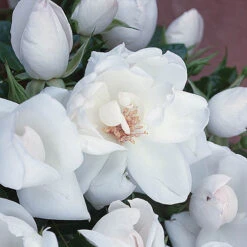 Rose Starlight Symphony -Flower Harvest Shop 530344 2