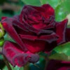 Rose 'Black Baccara'