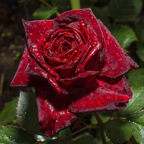 Rose 'Black Baccara' 2 Rose 'Black Baccara' - Image 2