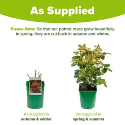 Rose 'Black Baccara' 5 Rose 'Black Baccara' -Flower Harvest Shop 530513 2