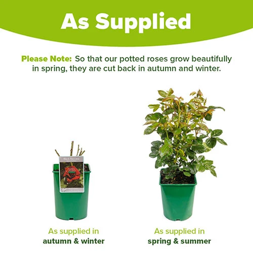 Rose 'Black Baccara' 3 Rose 'Black Baccara' - Image 3